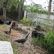 Picture 038